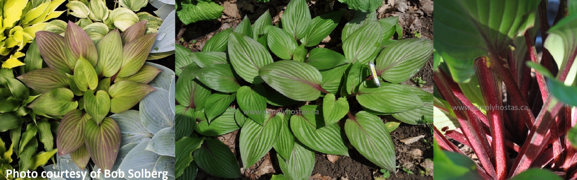 Hosta Catalogue | Giboshi Hill Hostas