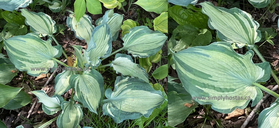 OHS Love in the Mist