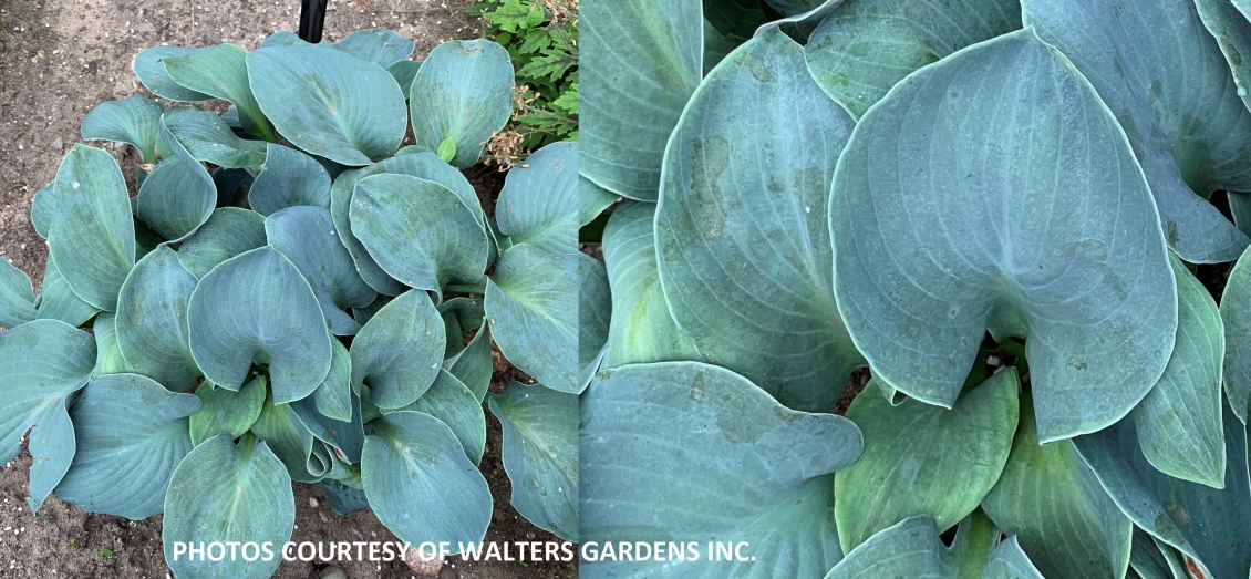 SILVER BULLET | Giboshi Hill Hostas