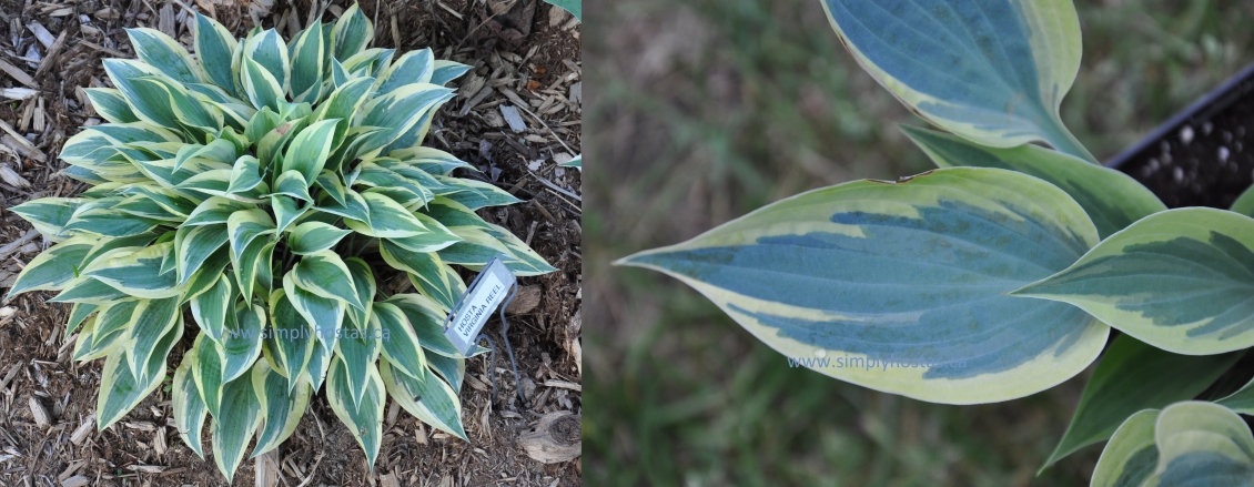 VIRGINIA REEL | Giboshi Hill Hostas