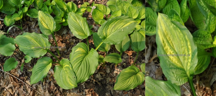 Rosedale Misty Magic