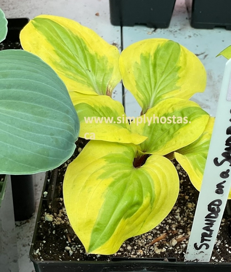 Stranded on a Sandbar